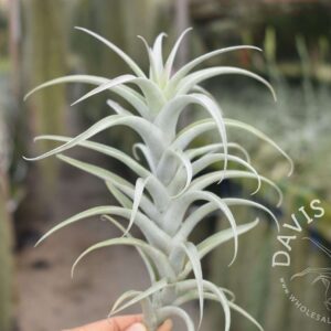 Tillandsia cauligera, white form