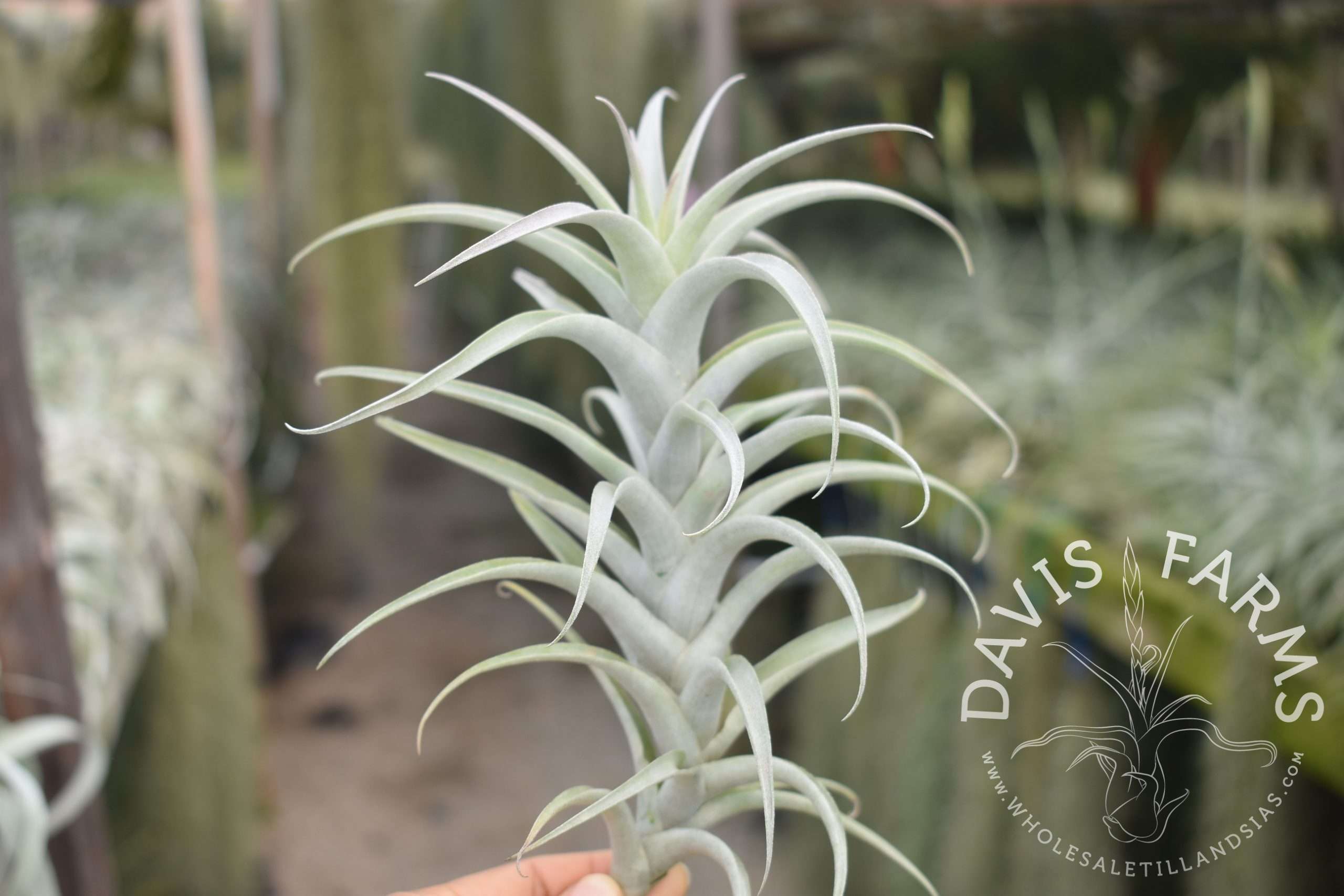 Tillandsia cauligera, white form