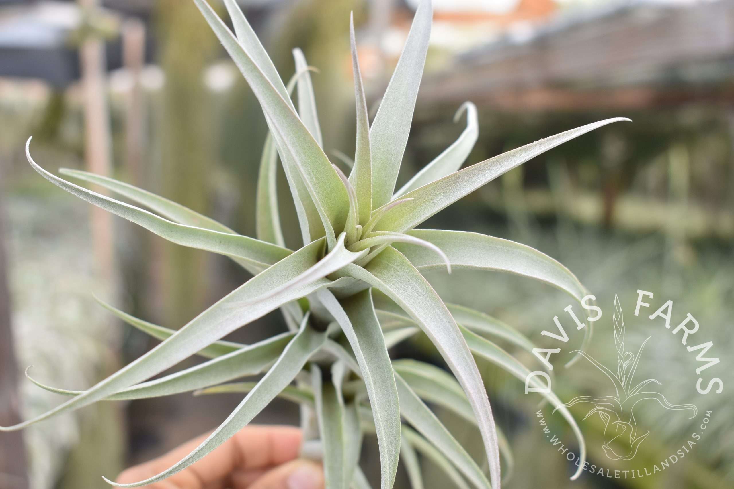 Tillandsia cauligera, white form