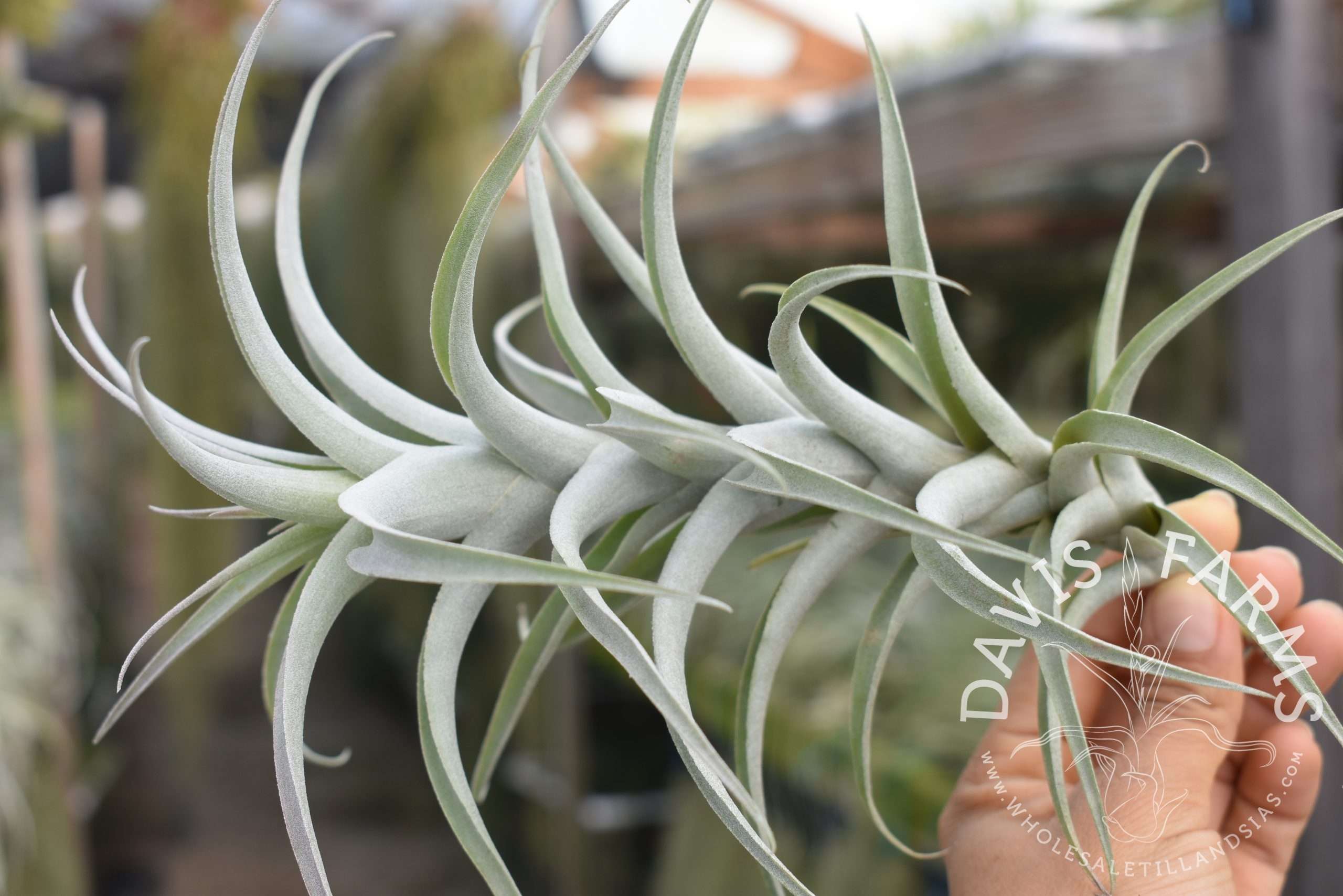 Tillandsia cauligera, white form