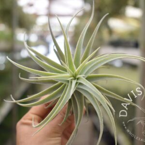 Tillandsia purpurea spiral select
