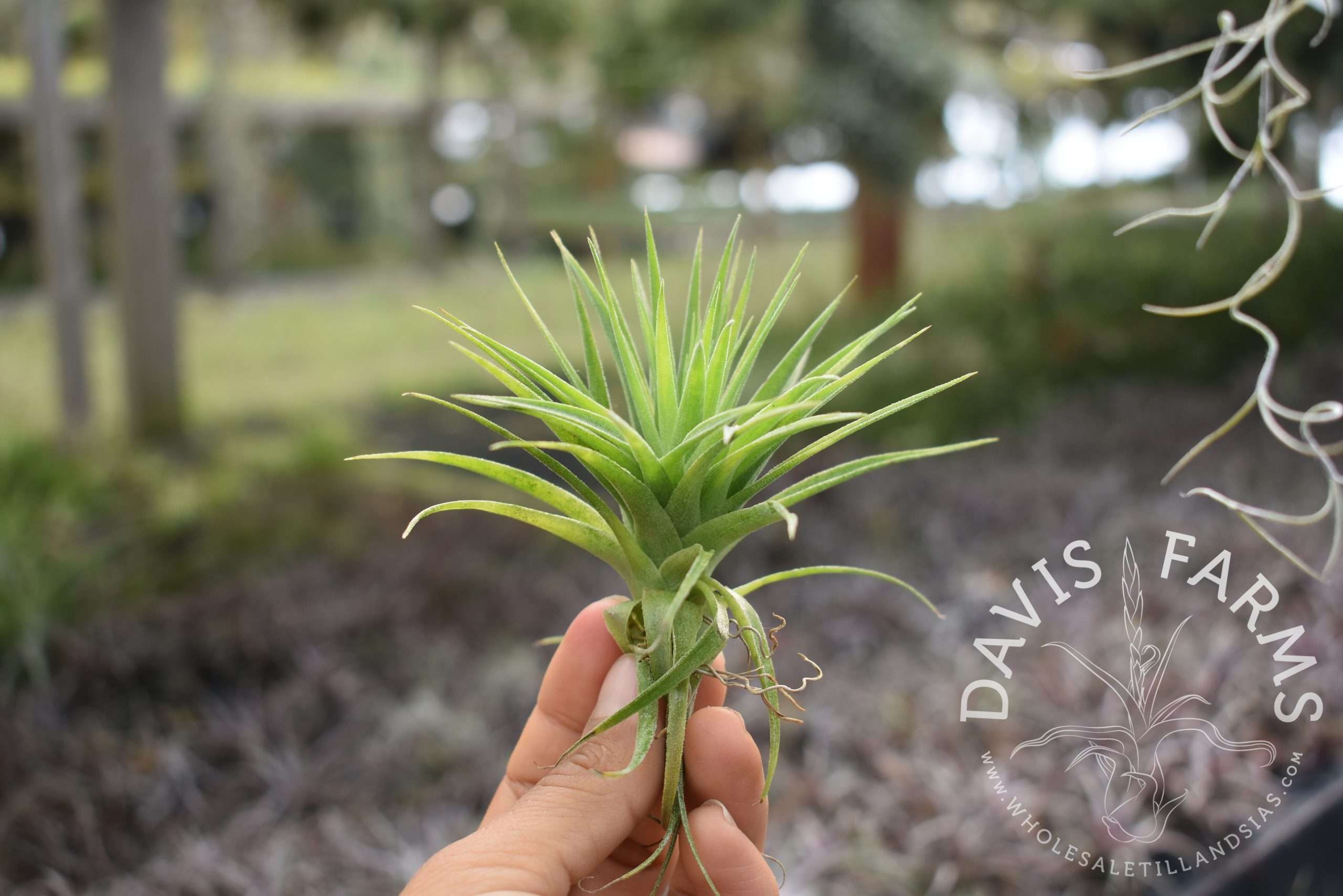 Tillandsia geminiflora, Grey form