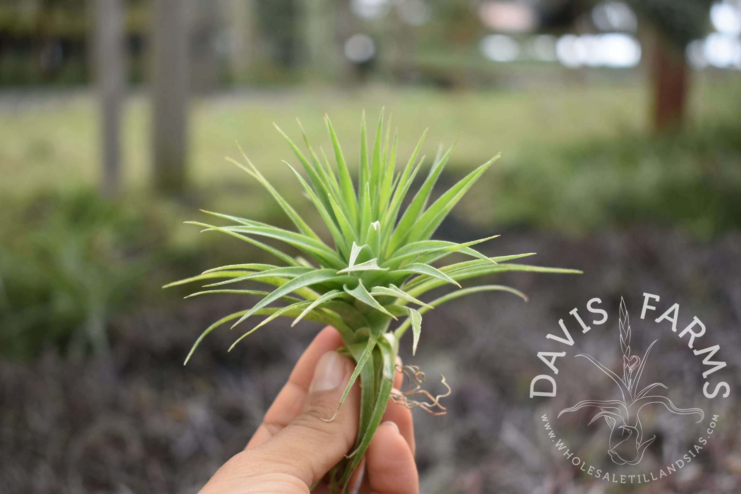Tillandsia geminiflora, Grey form
