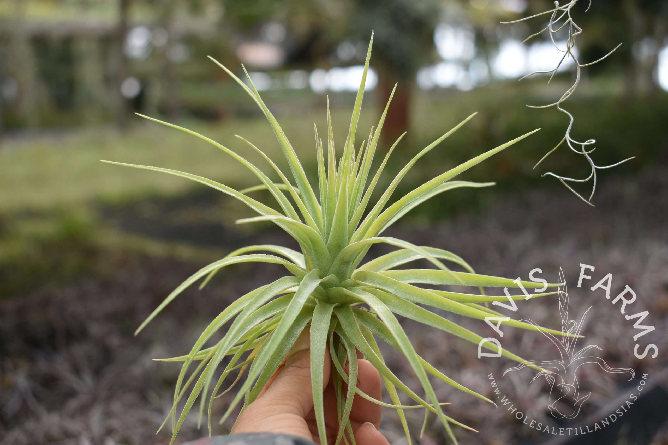 Tillandsia geminiflora, Grey form