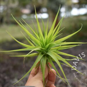 Tillandsia geminiflora
