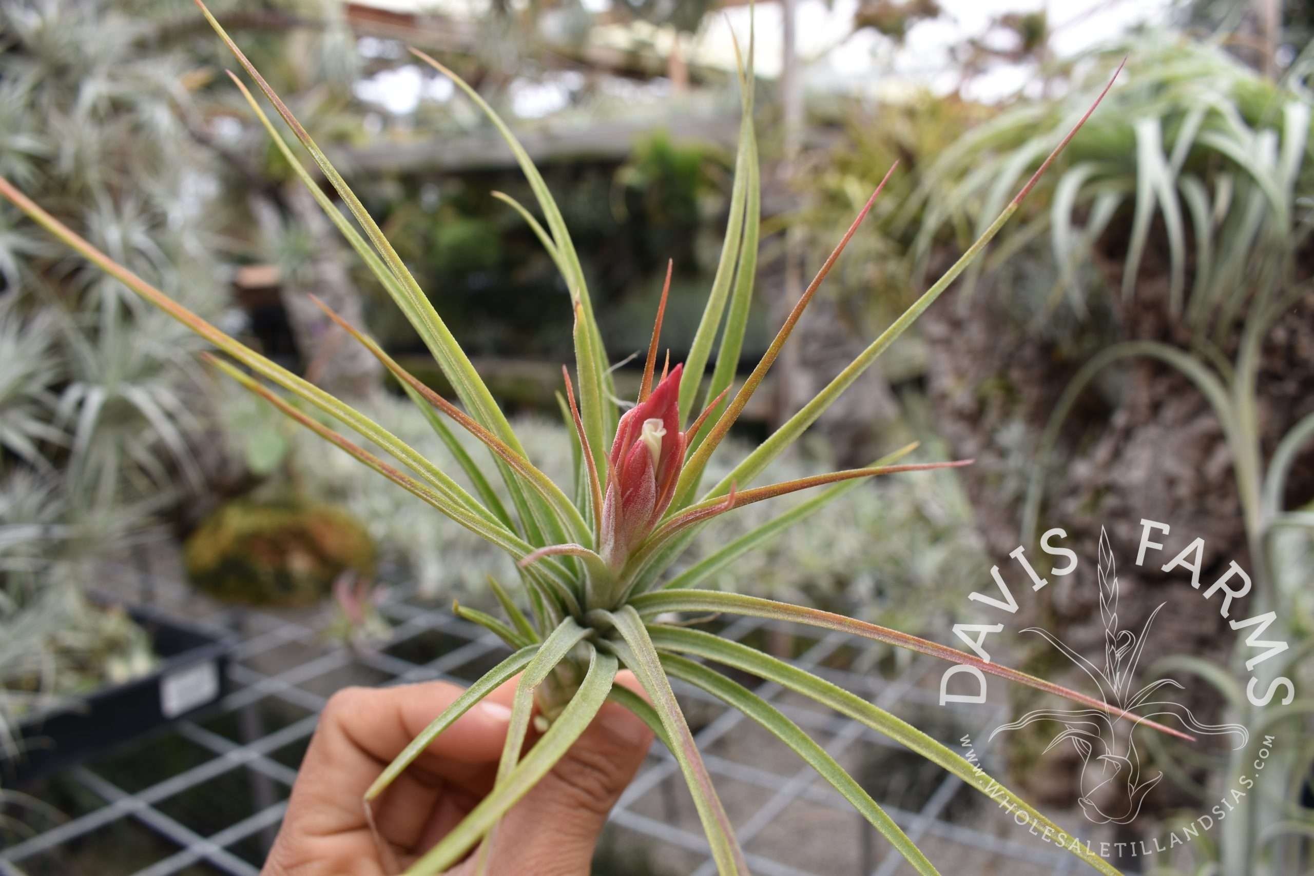 Tillandsia ionantha x schiedeana