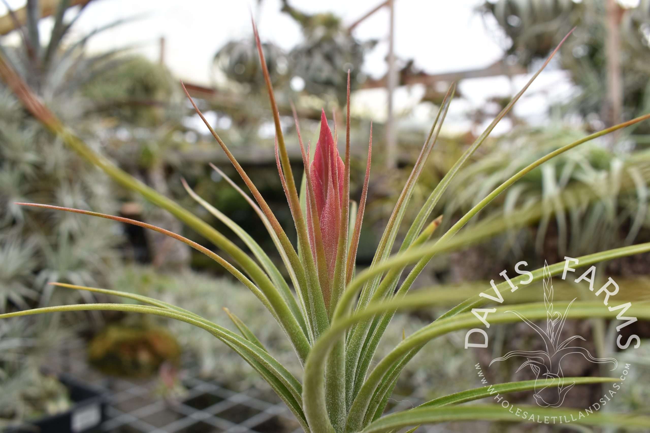 Tillandsia ionantha x schiedeana