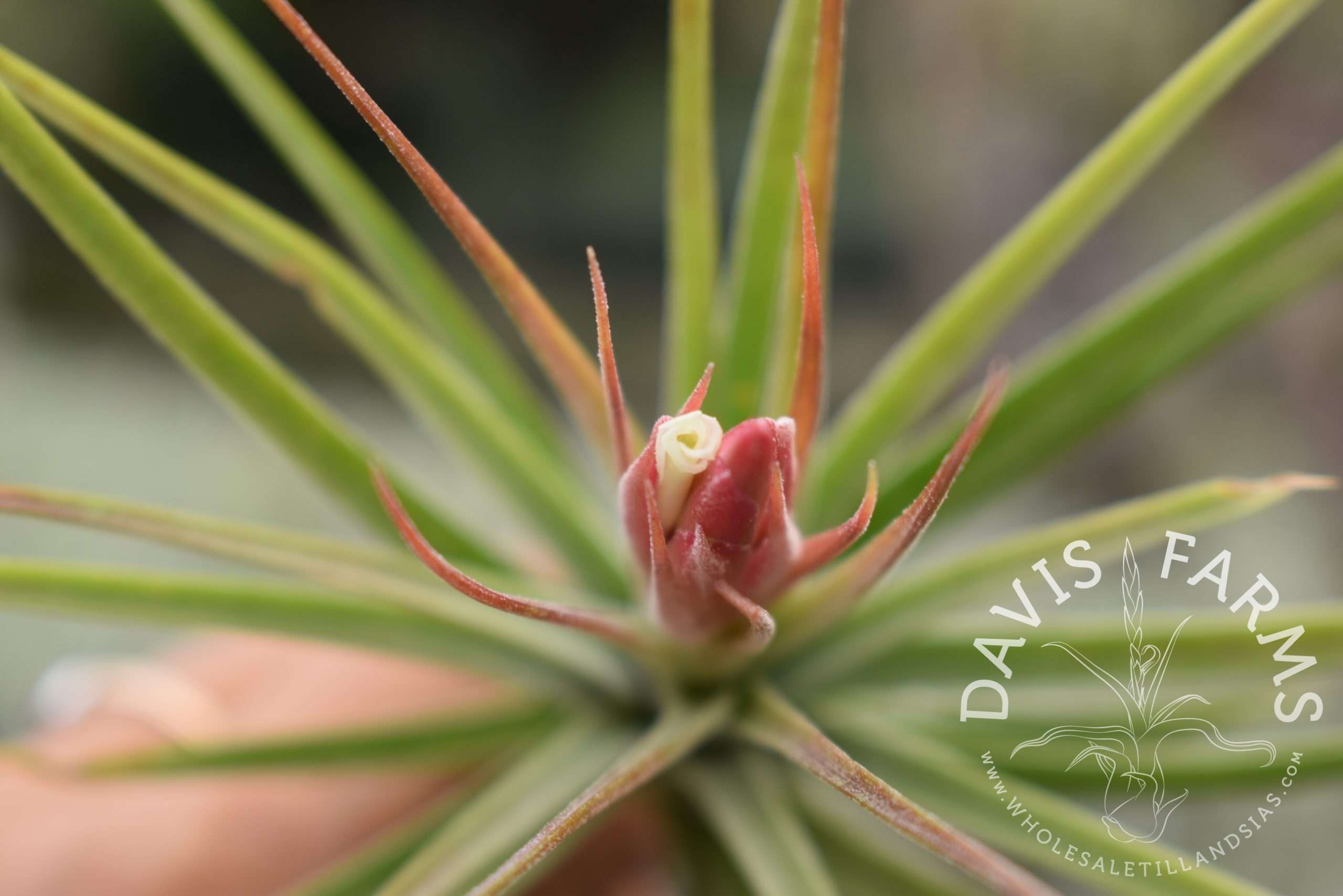 Tillandsia ionantha x schiedeana