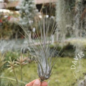 Tillandsia disticha giant form, grey