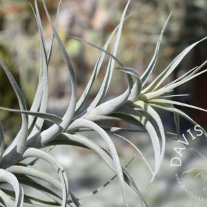 Tillandsia incarnata