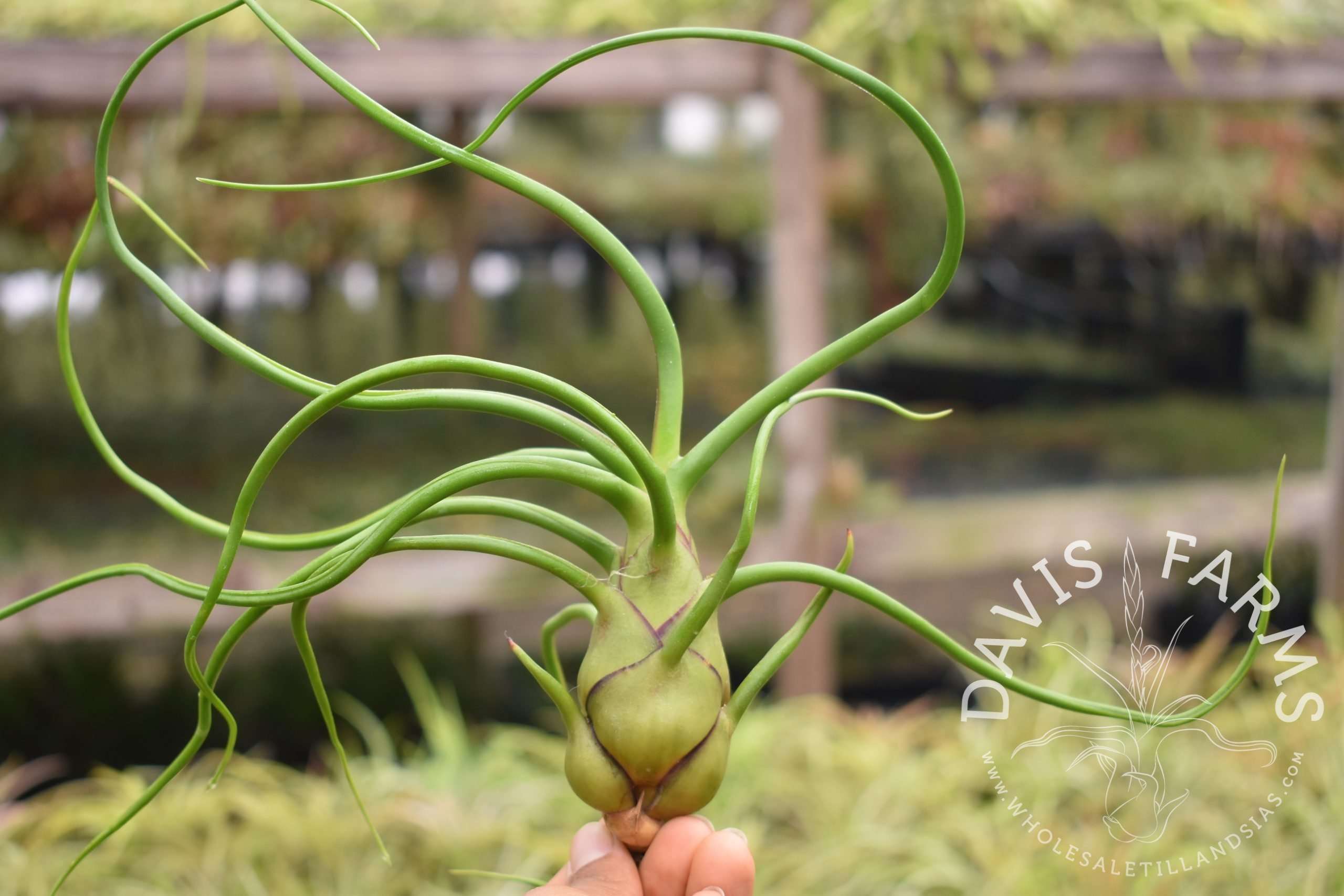 Tillandsia bulbosa "Belize"