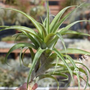 Tillandsia flexuosa vivipara (northern range)