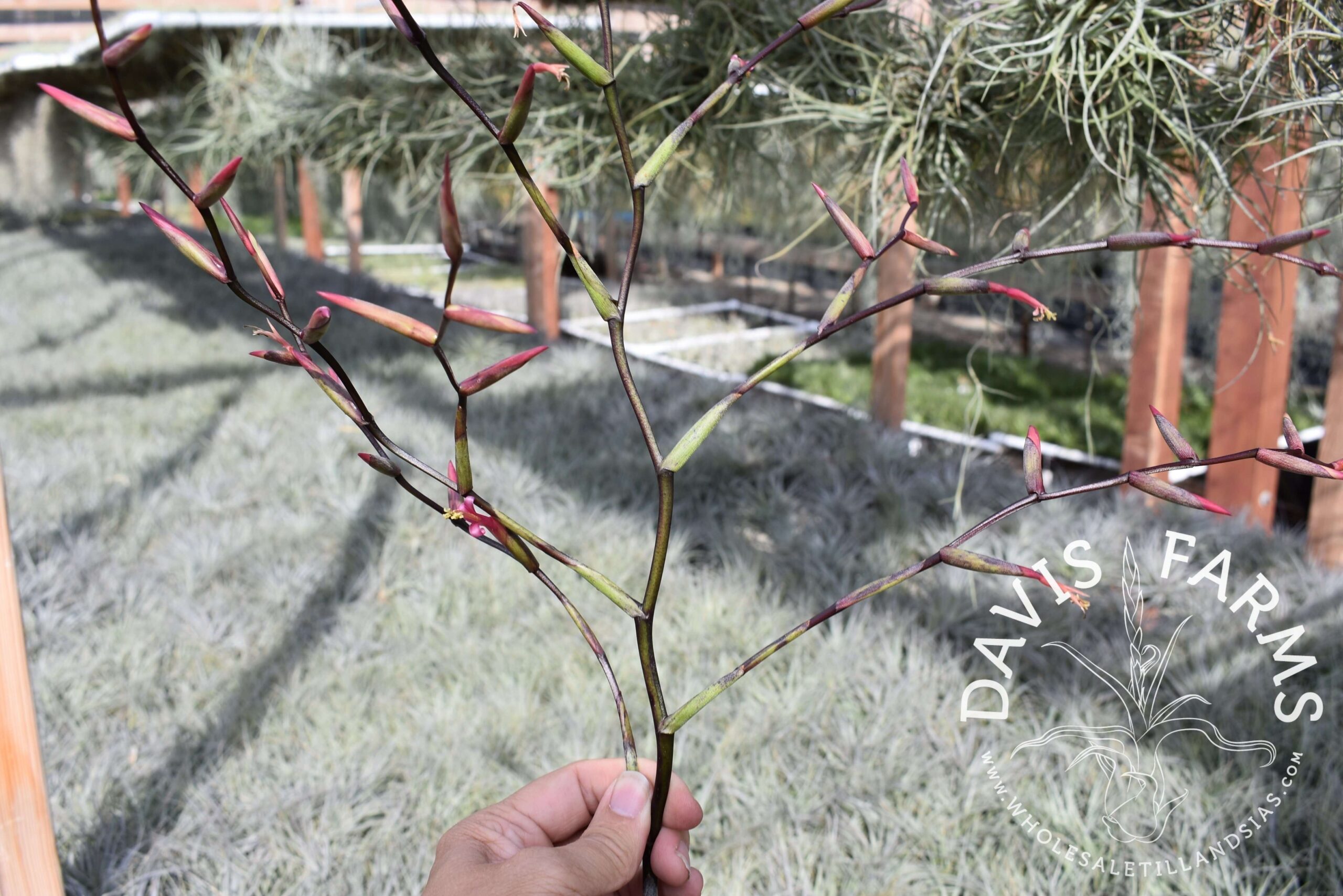 Tillandsia flexuosa Southern Range