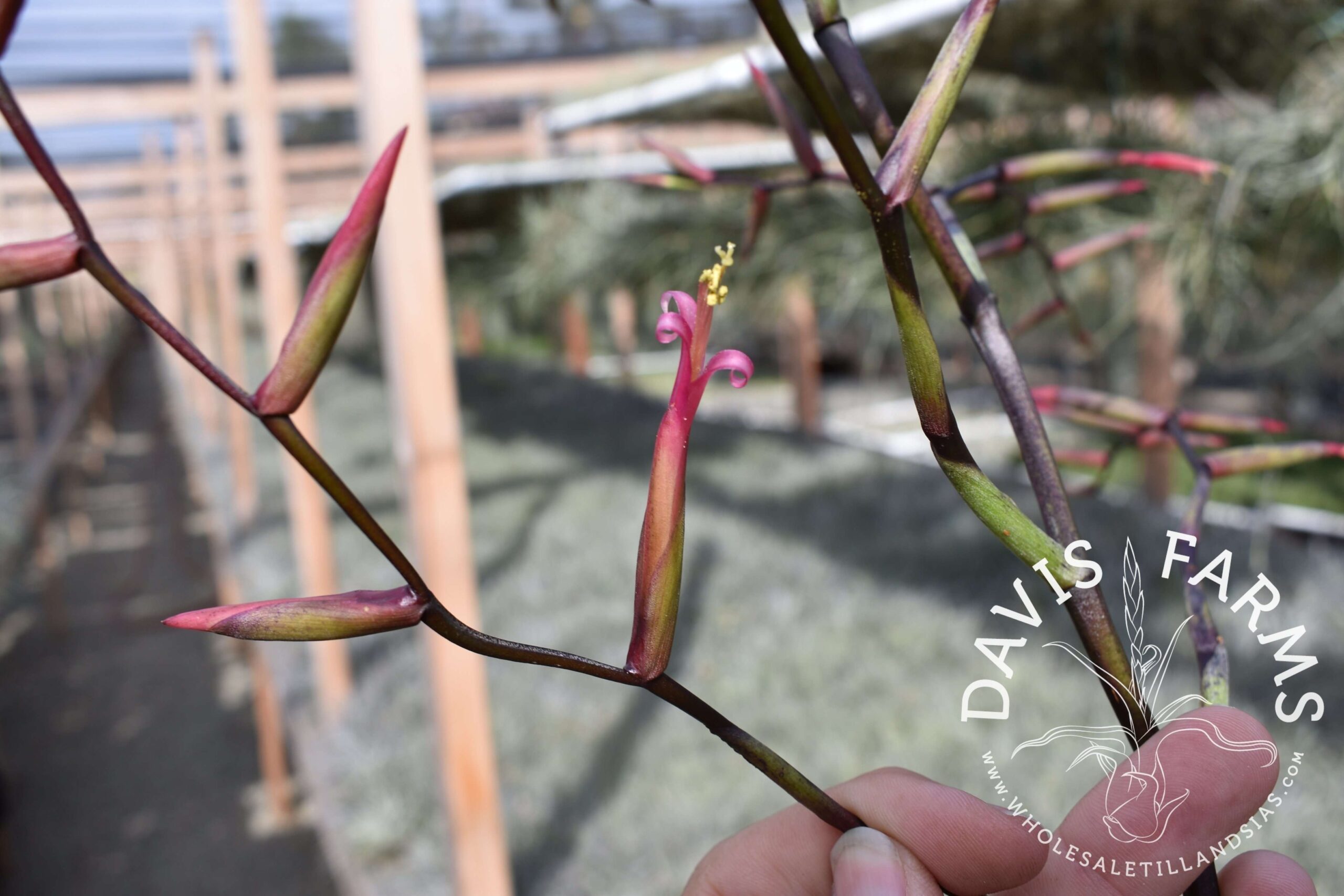 Tillandsia flexuosa Southern Range