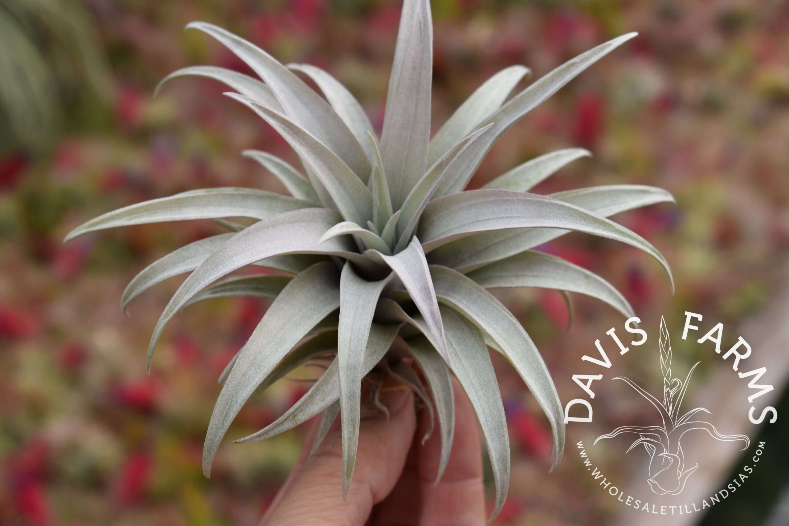 Tillandsia capitata dwarf yellow