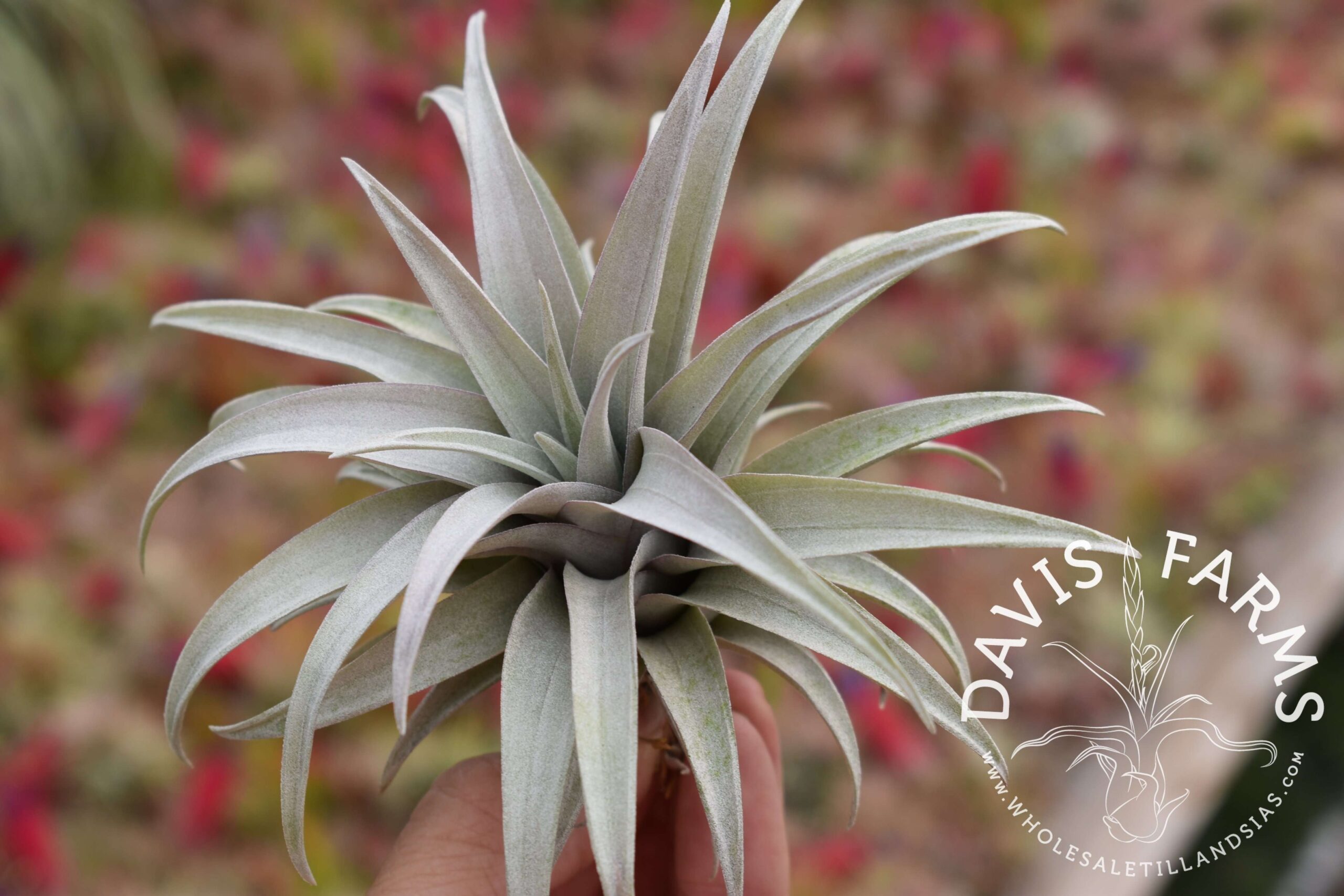 Tillandsia capitata dwarf yellow