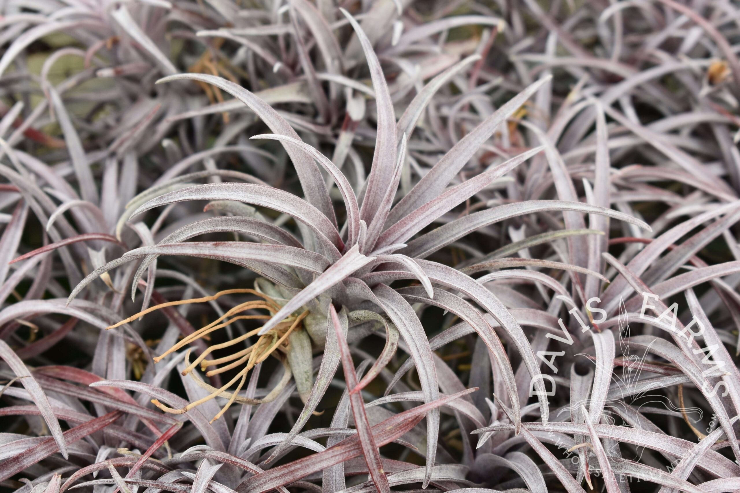 Tillandsia capitata 'Dominican Republic'