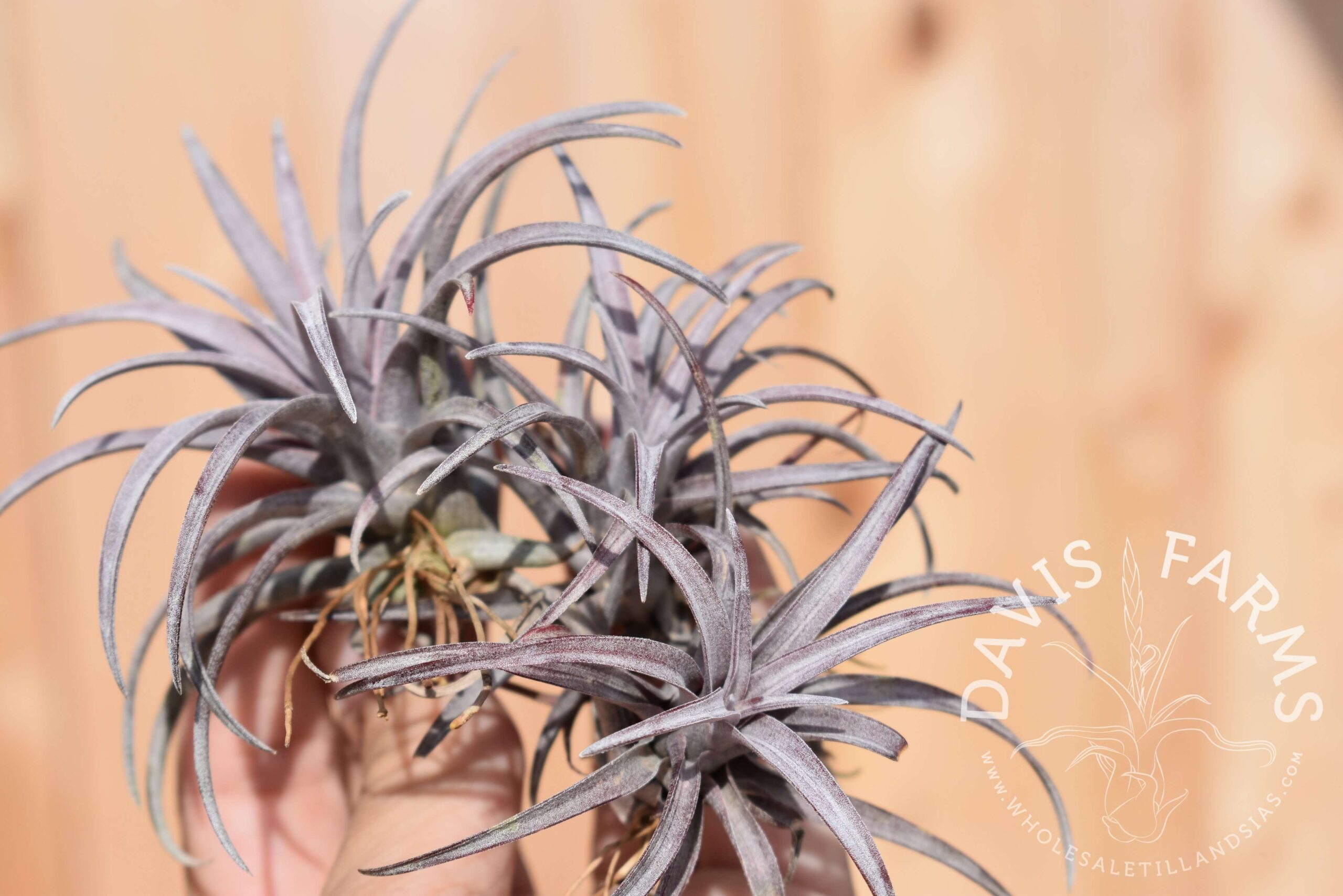 Tillandsia capitata 'Dominican Republic'