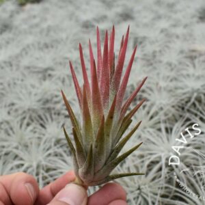 Tillandsia ionantha vanhyningii type 2