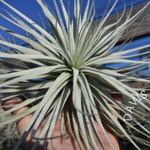 Tillandsia tectorum Wide Leaf Form