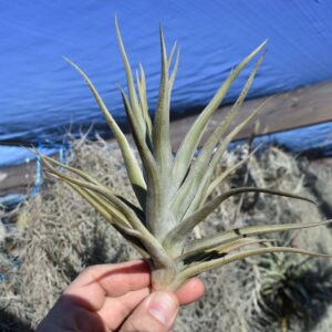 Tillandsia xiphioides