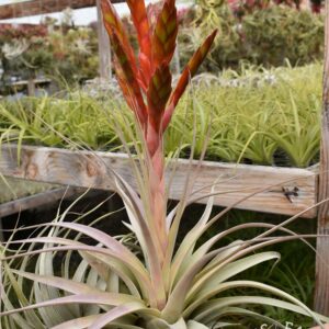 Tillandsia xerographica x fasciculata