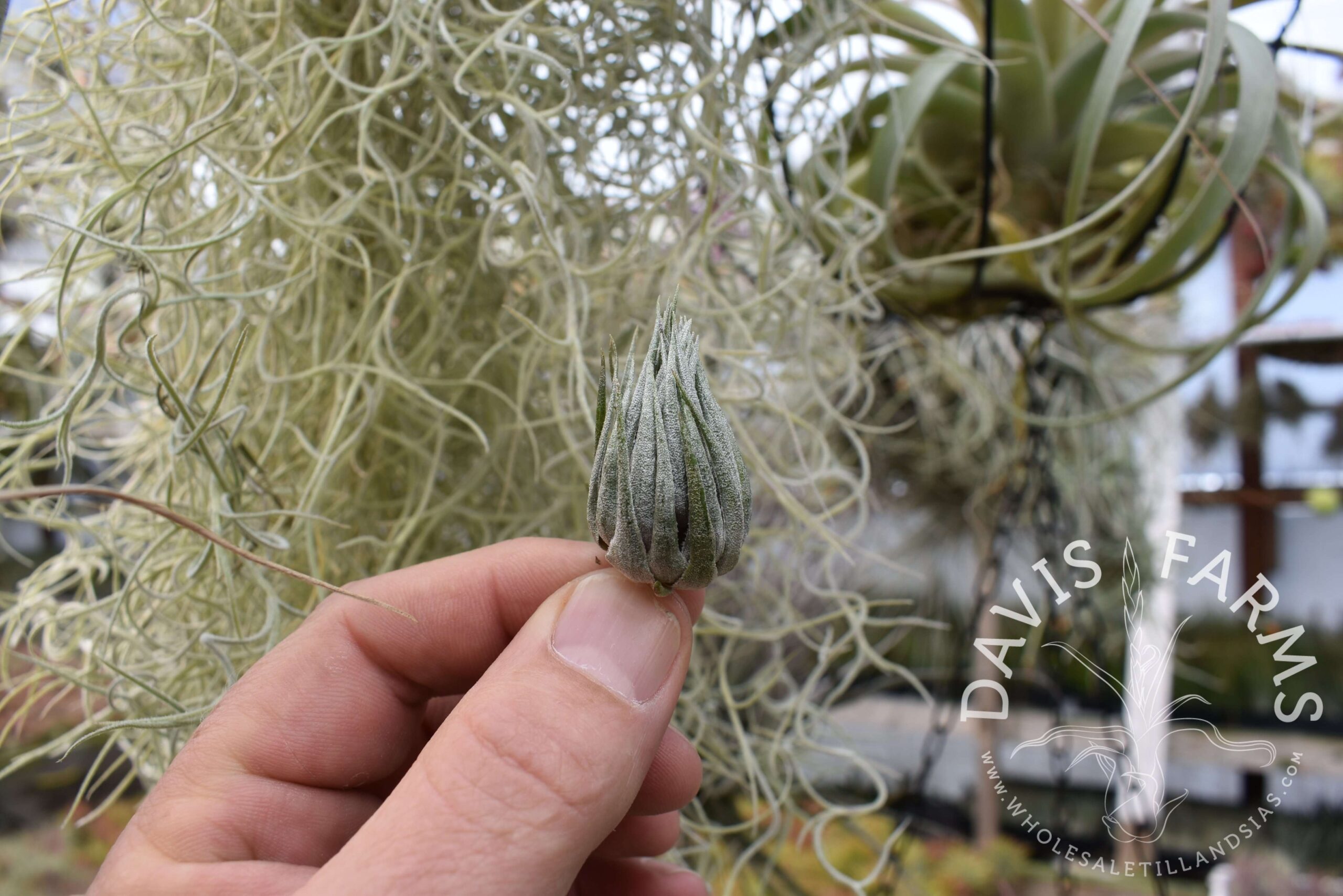 Tillandsia kautskyi