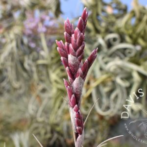 Tillandsia werdermannii
