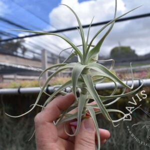 Tillandsia jequiensis