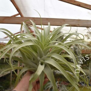 Tillandsia cacticola, Giant Form