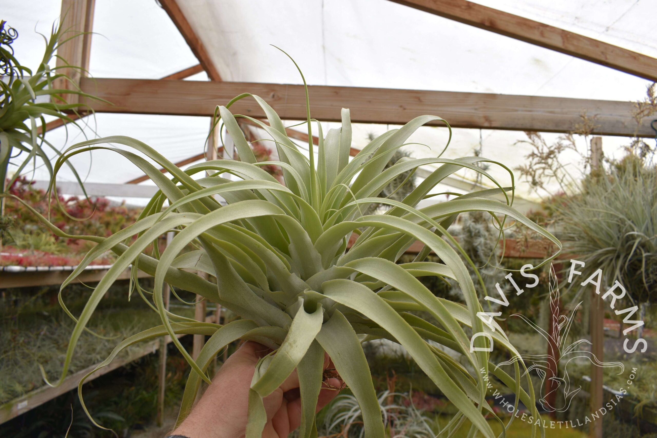Tillandsia cacticola, Giant Form