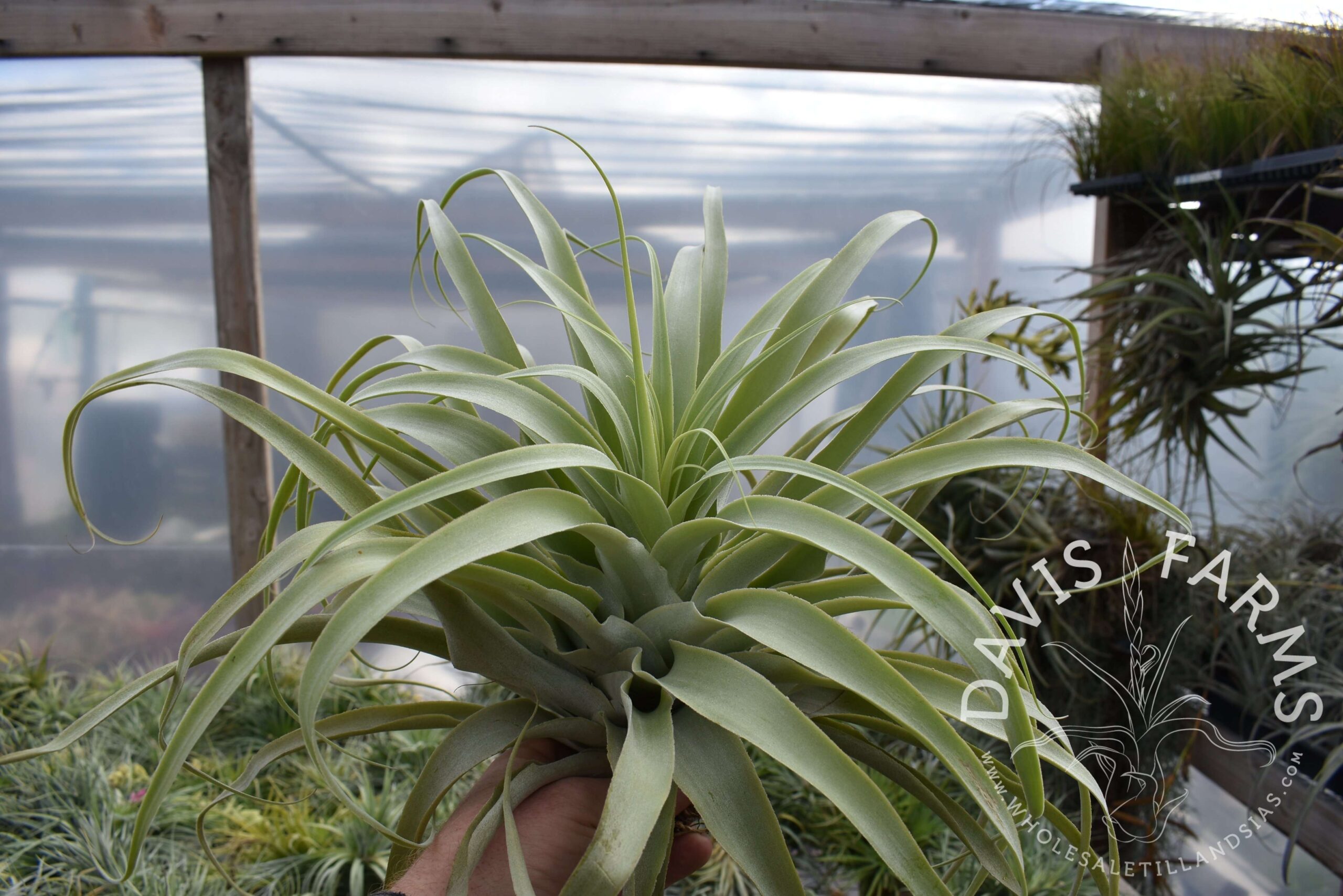 Tillandsia cacticola, Giant Form