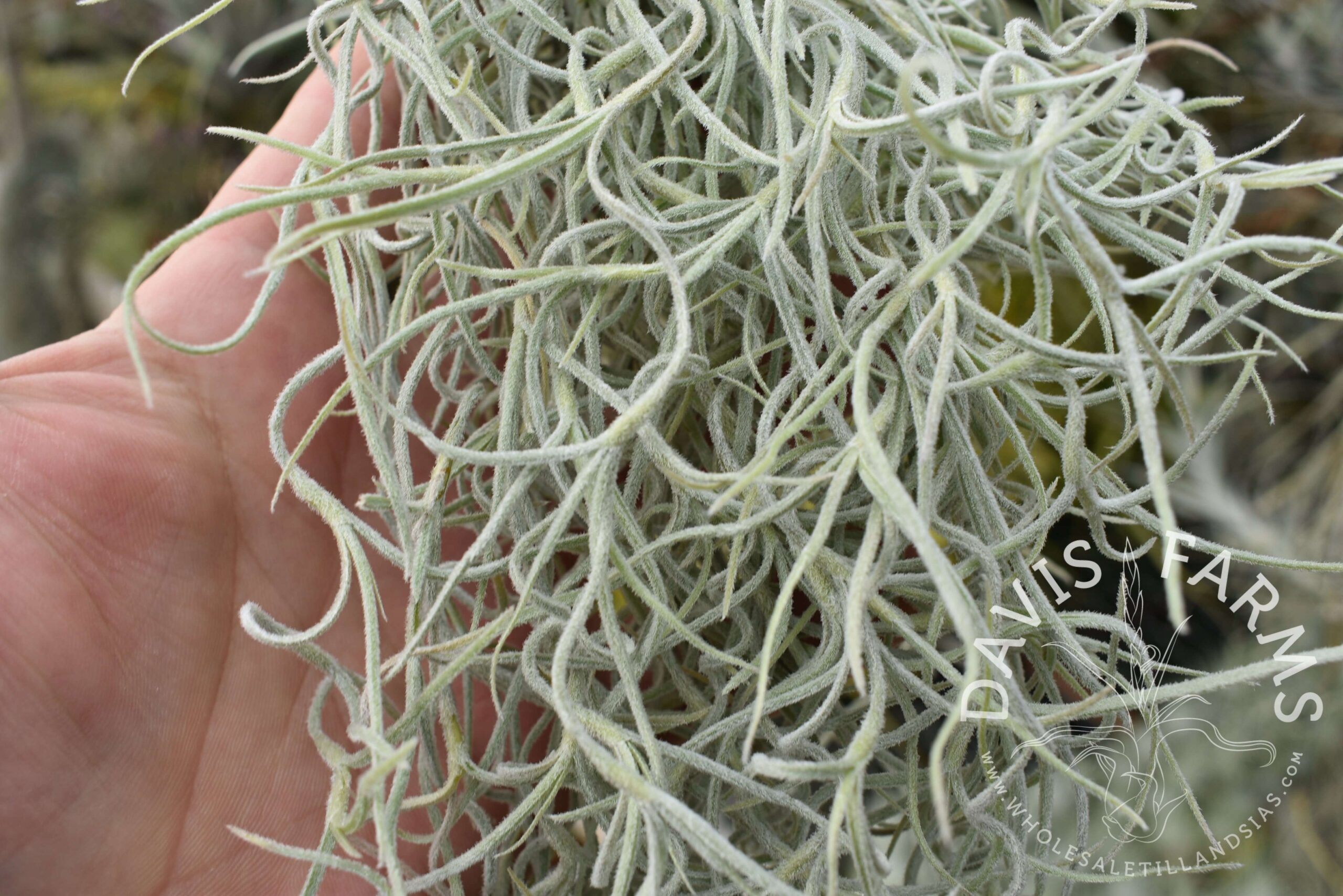 Tillandsia usneoides, Thick Form (Spanish Moss) clump