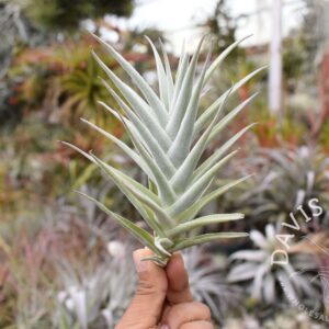 Tillandsia purpurea # 8