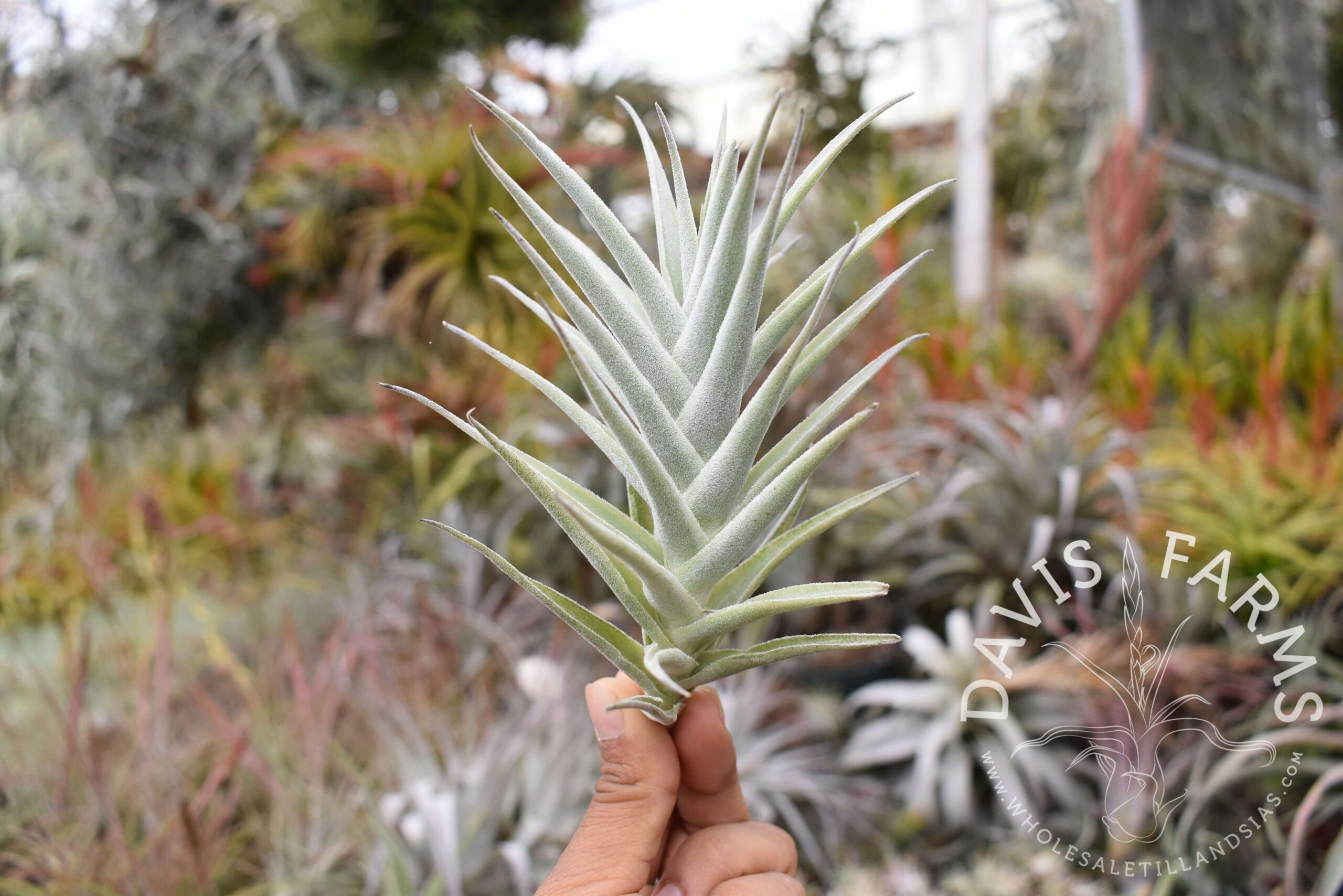 Tillandsia purpurea # 8