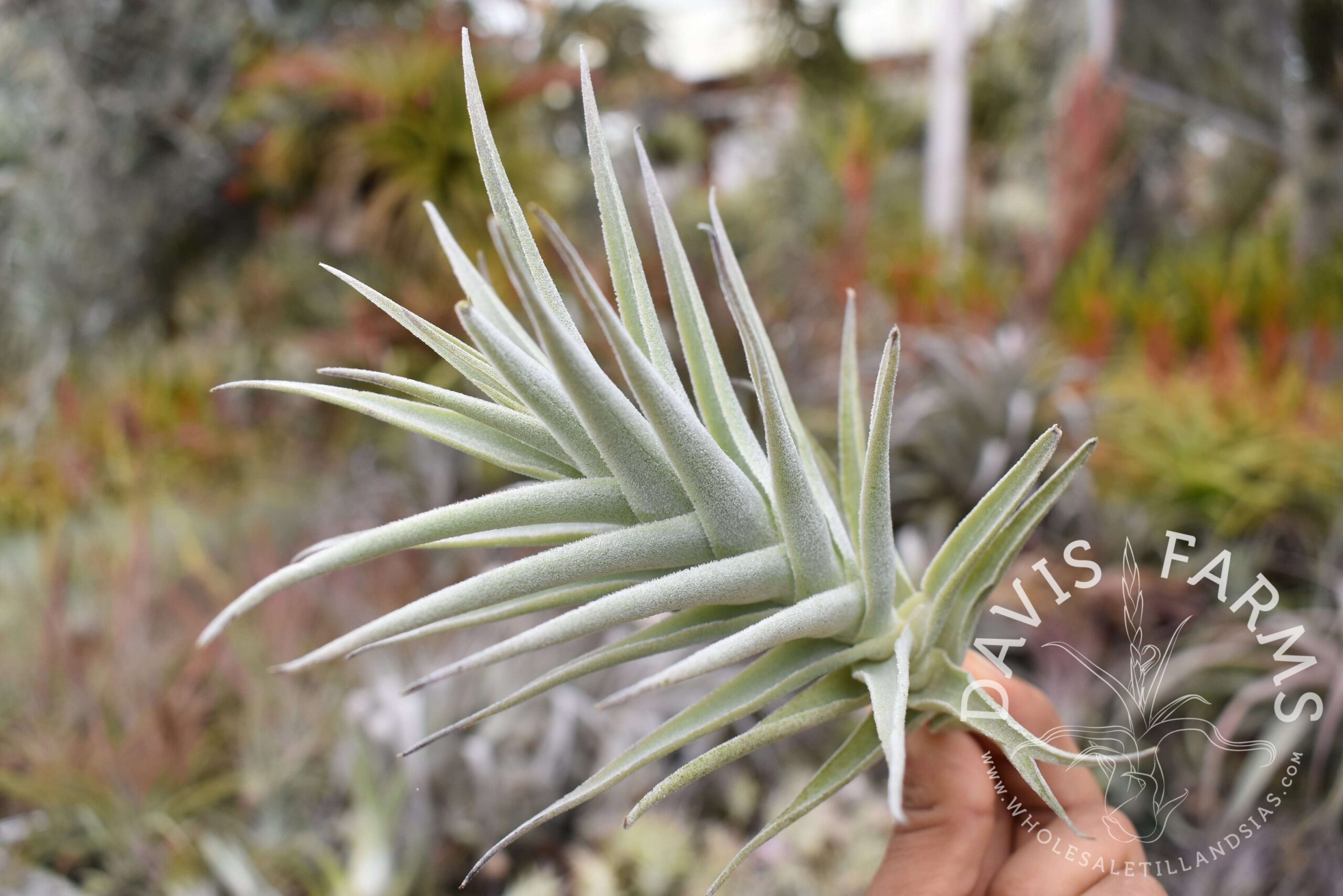 Tillandsia purpurea # 8
