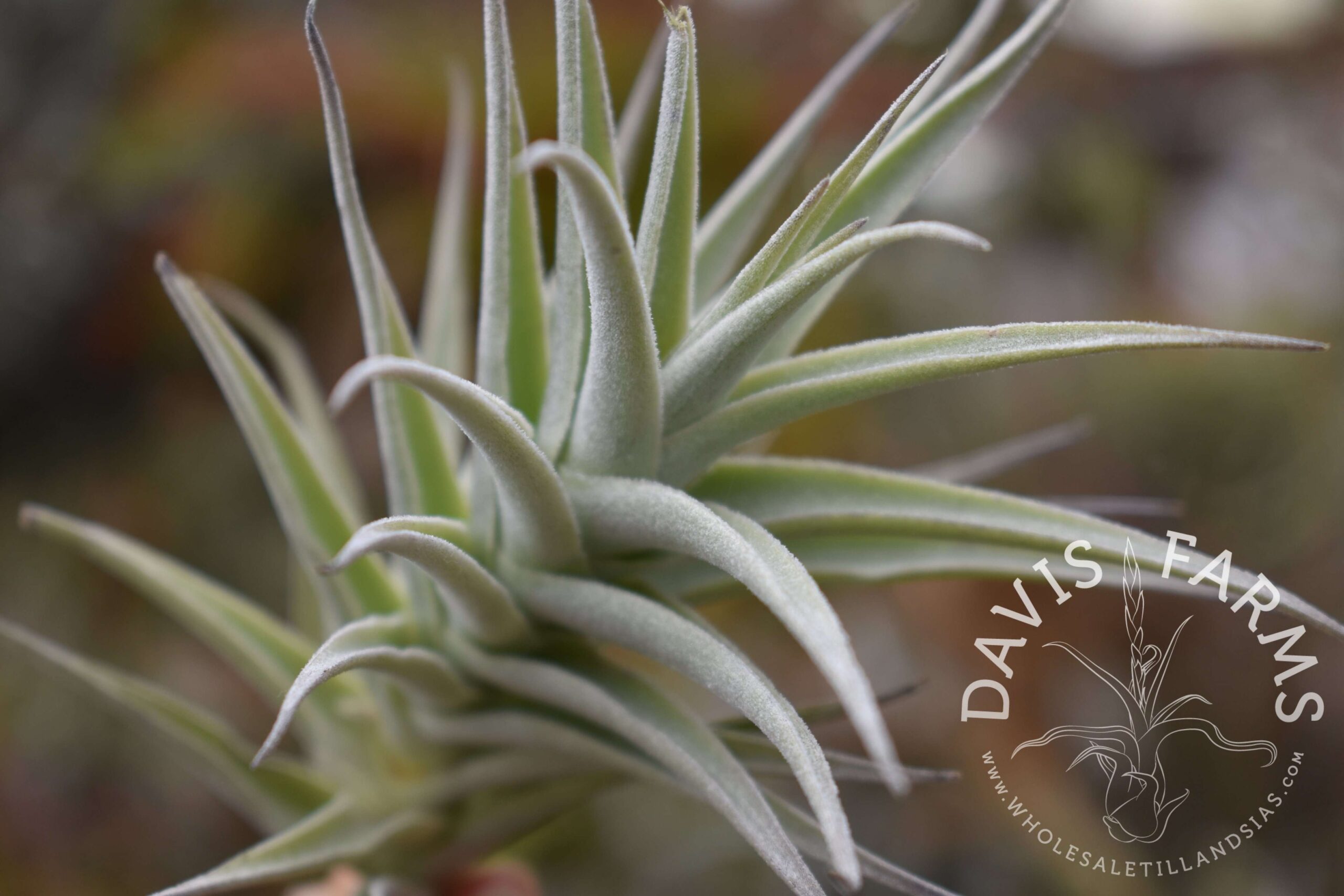 Tillandsia purpurea # 8