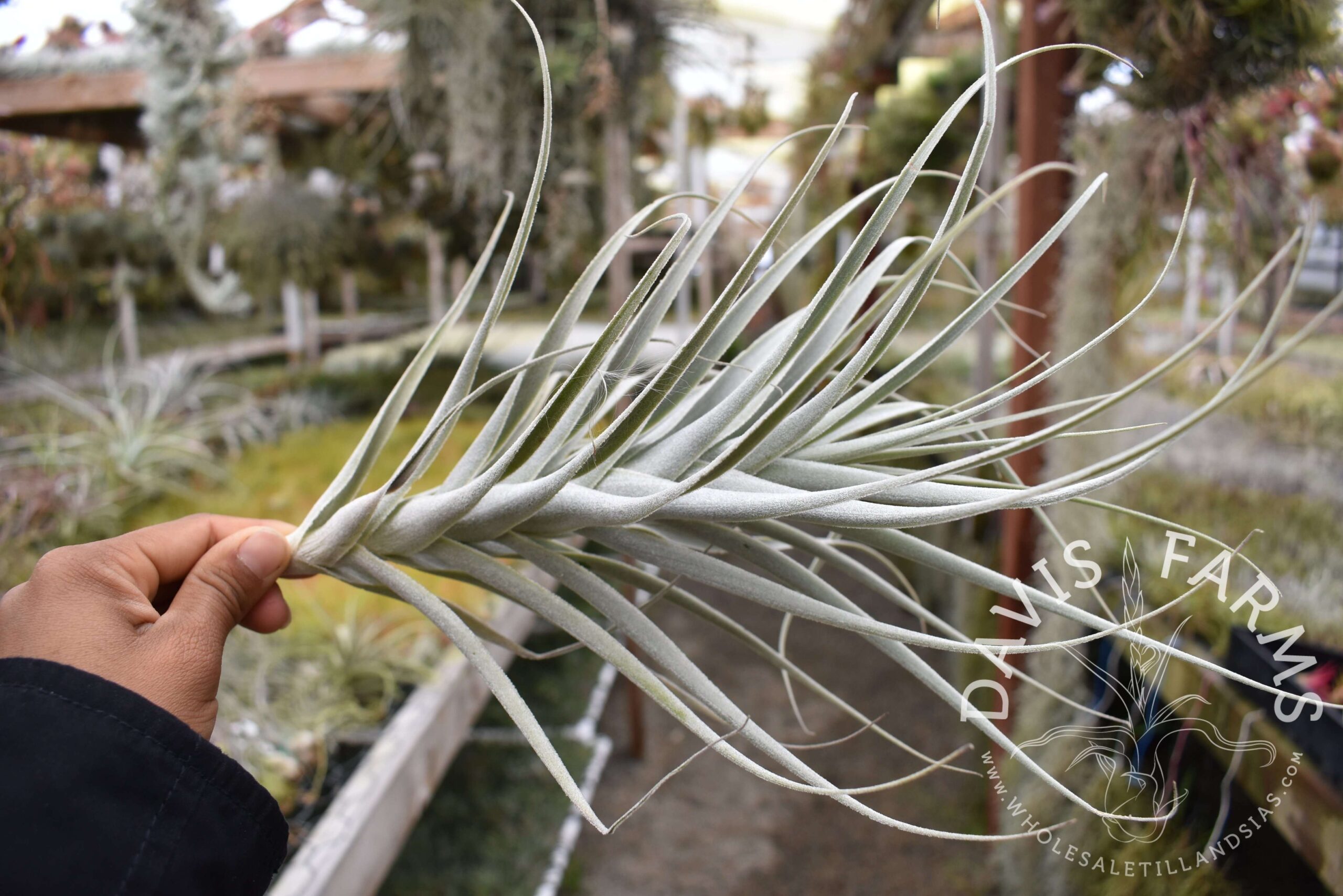 Tillandsia purpurea #3