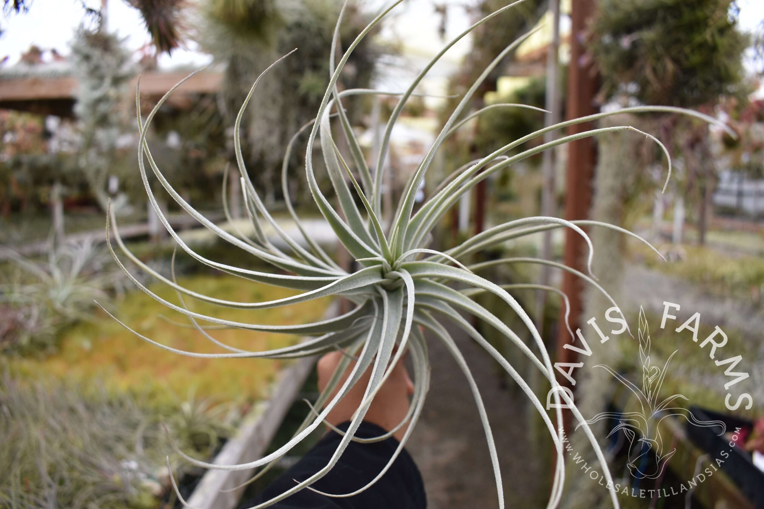 Tillandsia purpurea #3