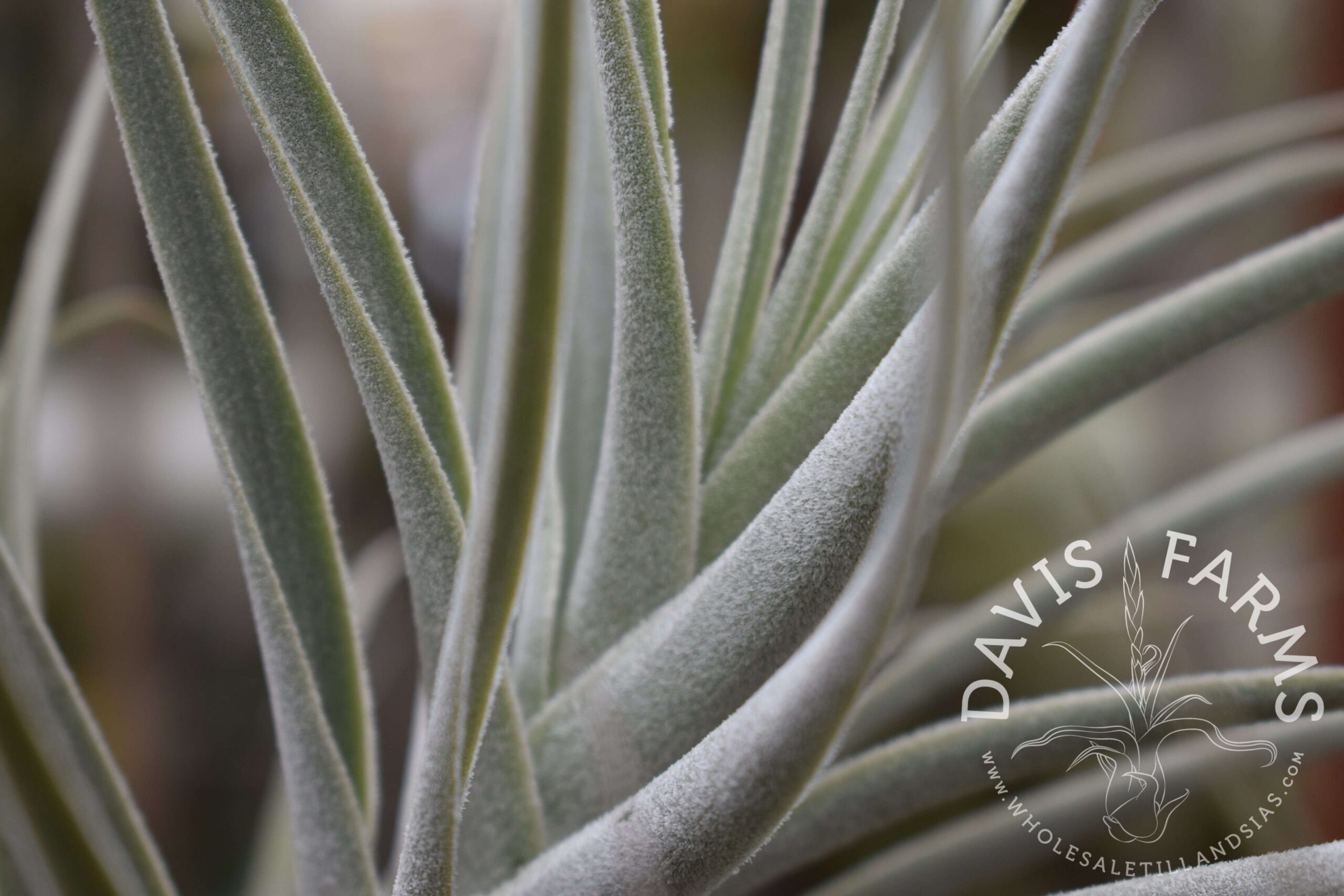 Tillandsia purpurea #3