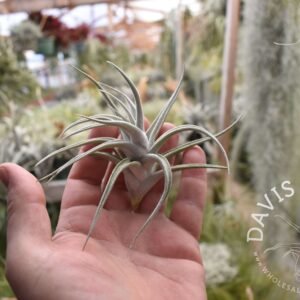 Tillandsia mitlaensis var. tulensis