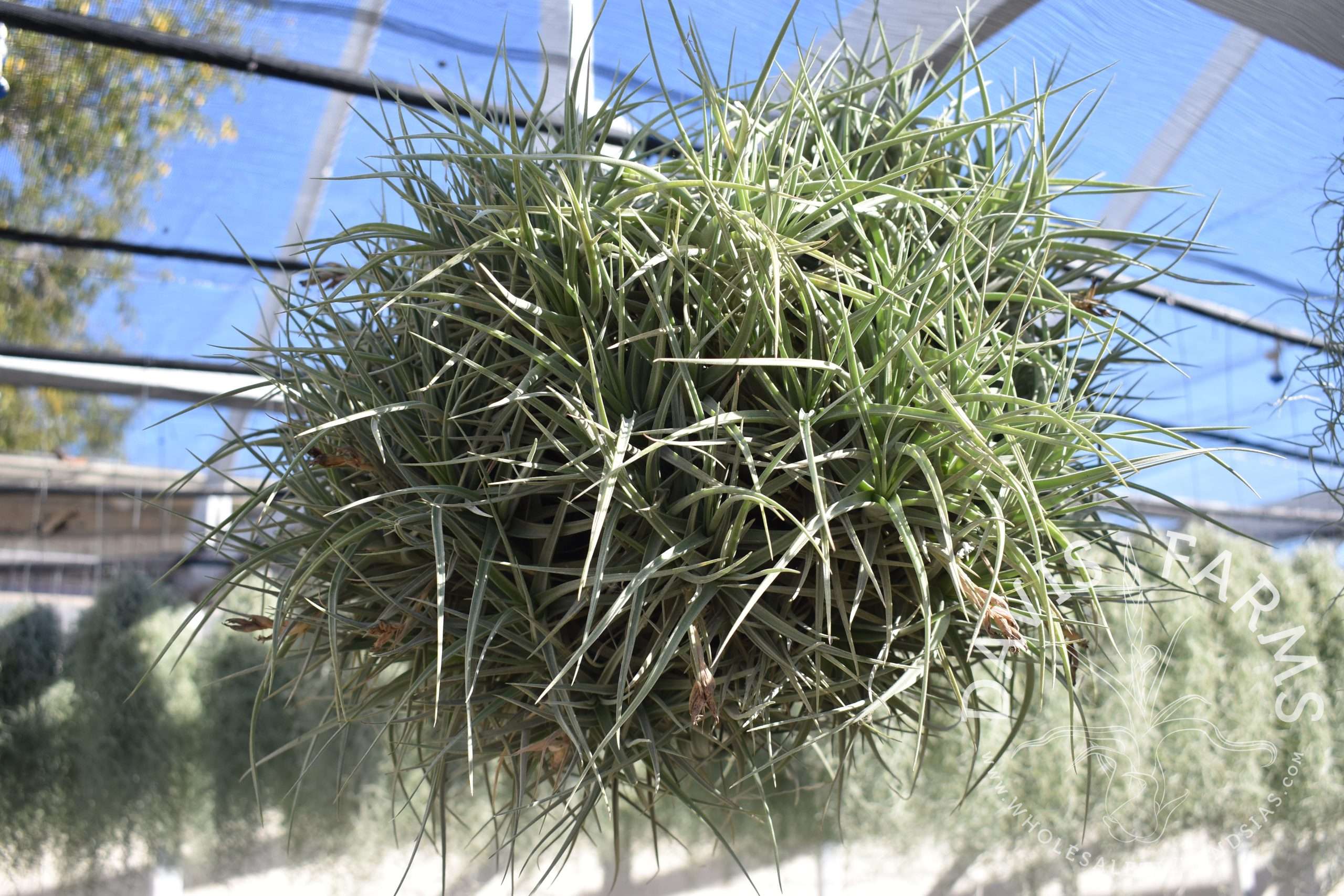Tillandsia 'Kashkin'