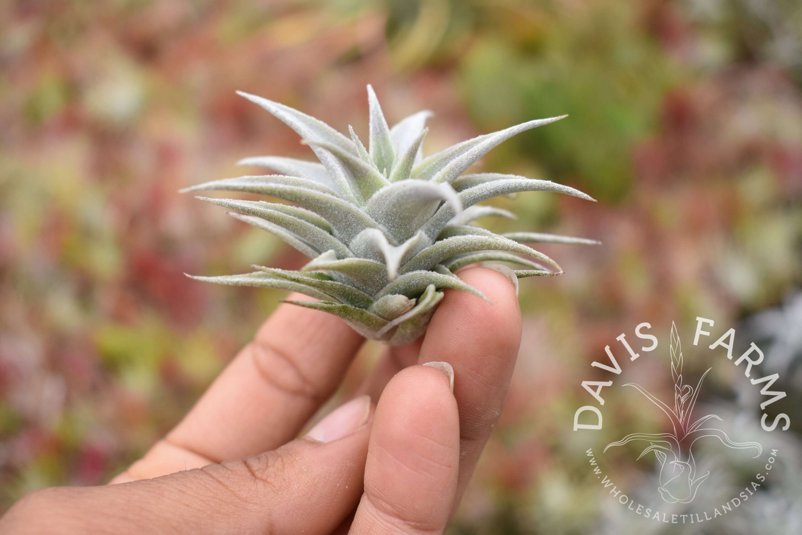 Tillandsia iglari
