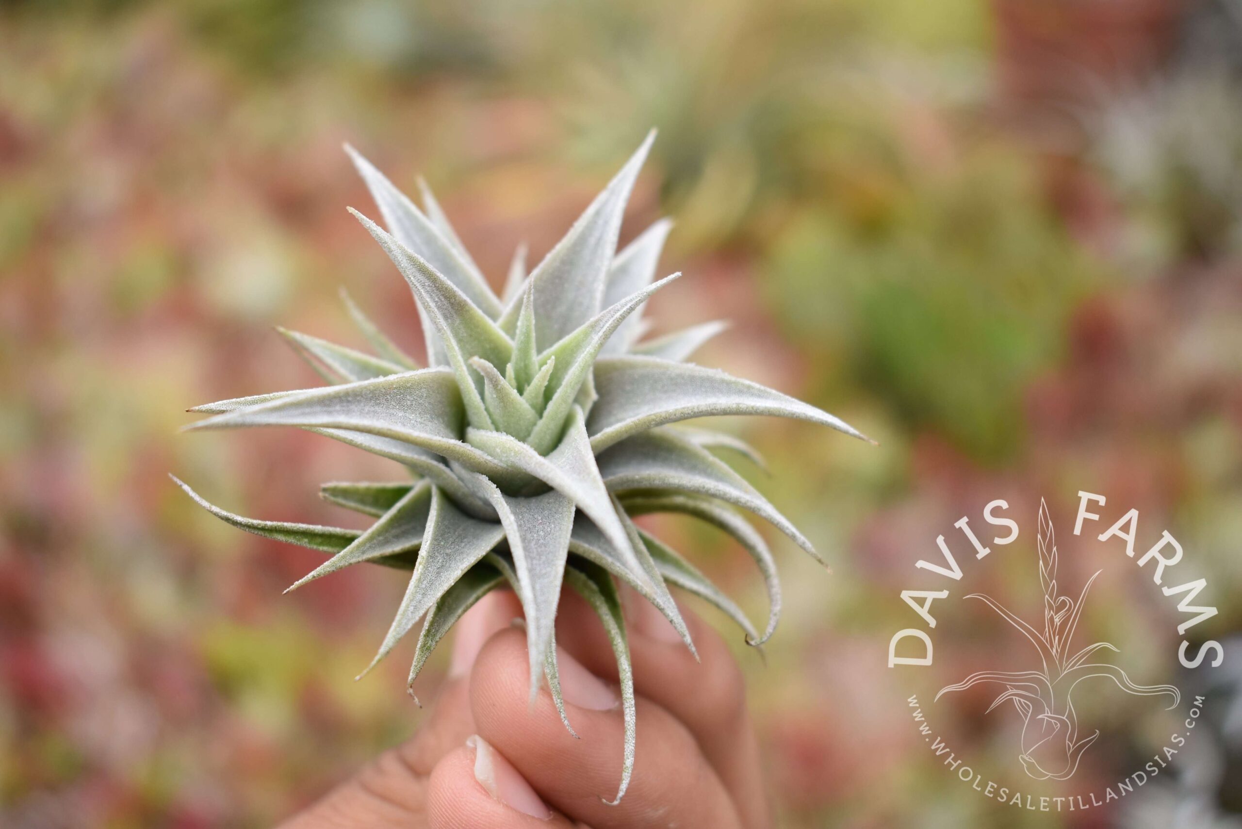 Tillandsia iglari