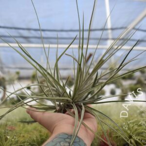 Tillandsia chapalillaensis