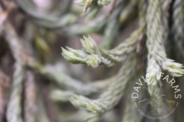 Tillandsia tricholepis closed form - Farm Trader