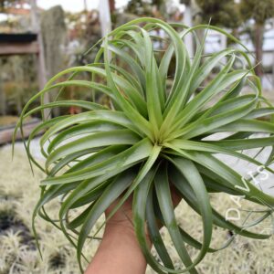Tillandsia brachycaulos , Spiral Select