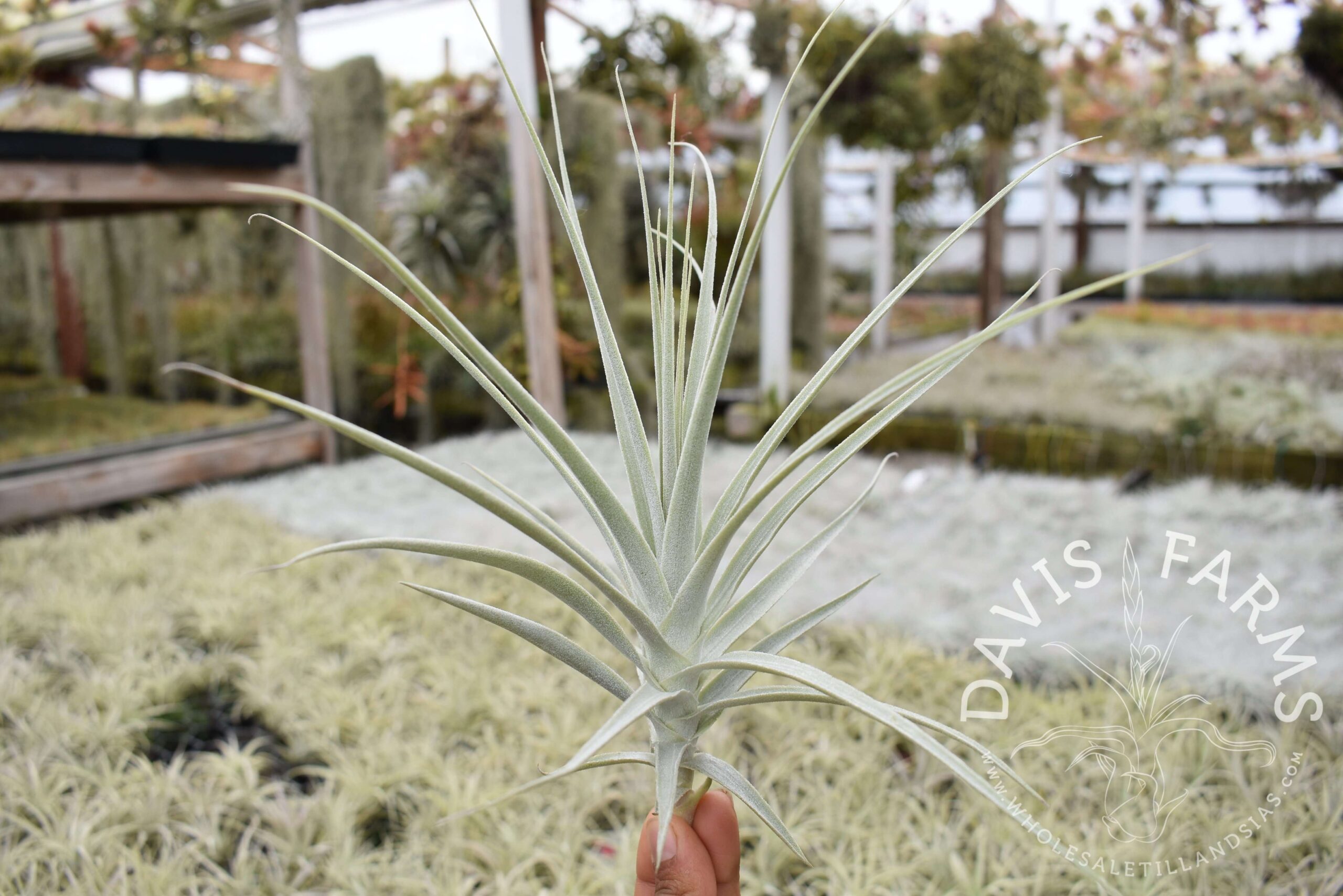 Tillandsia purpurea #11