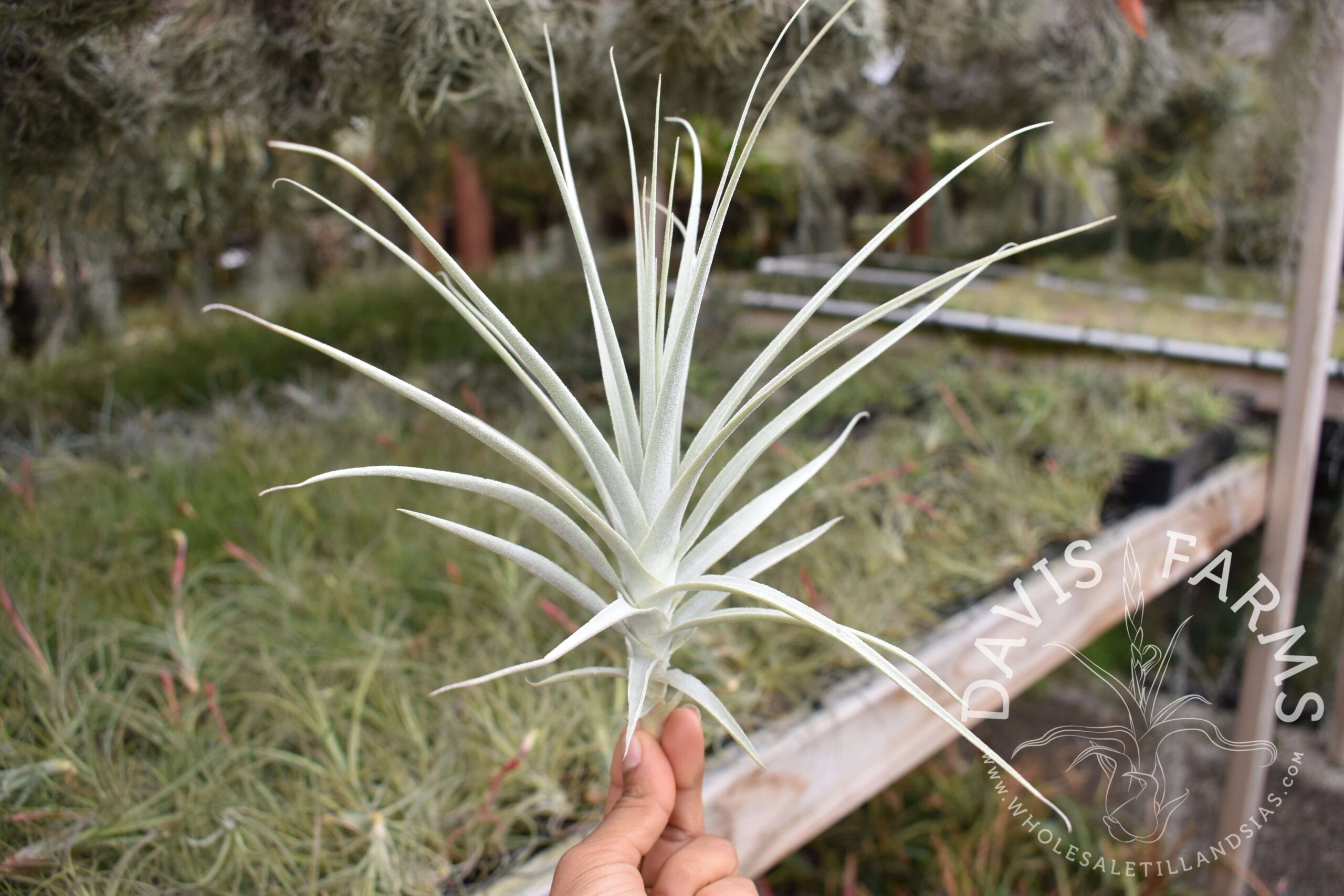 Tillandsia purpurea #11