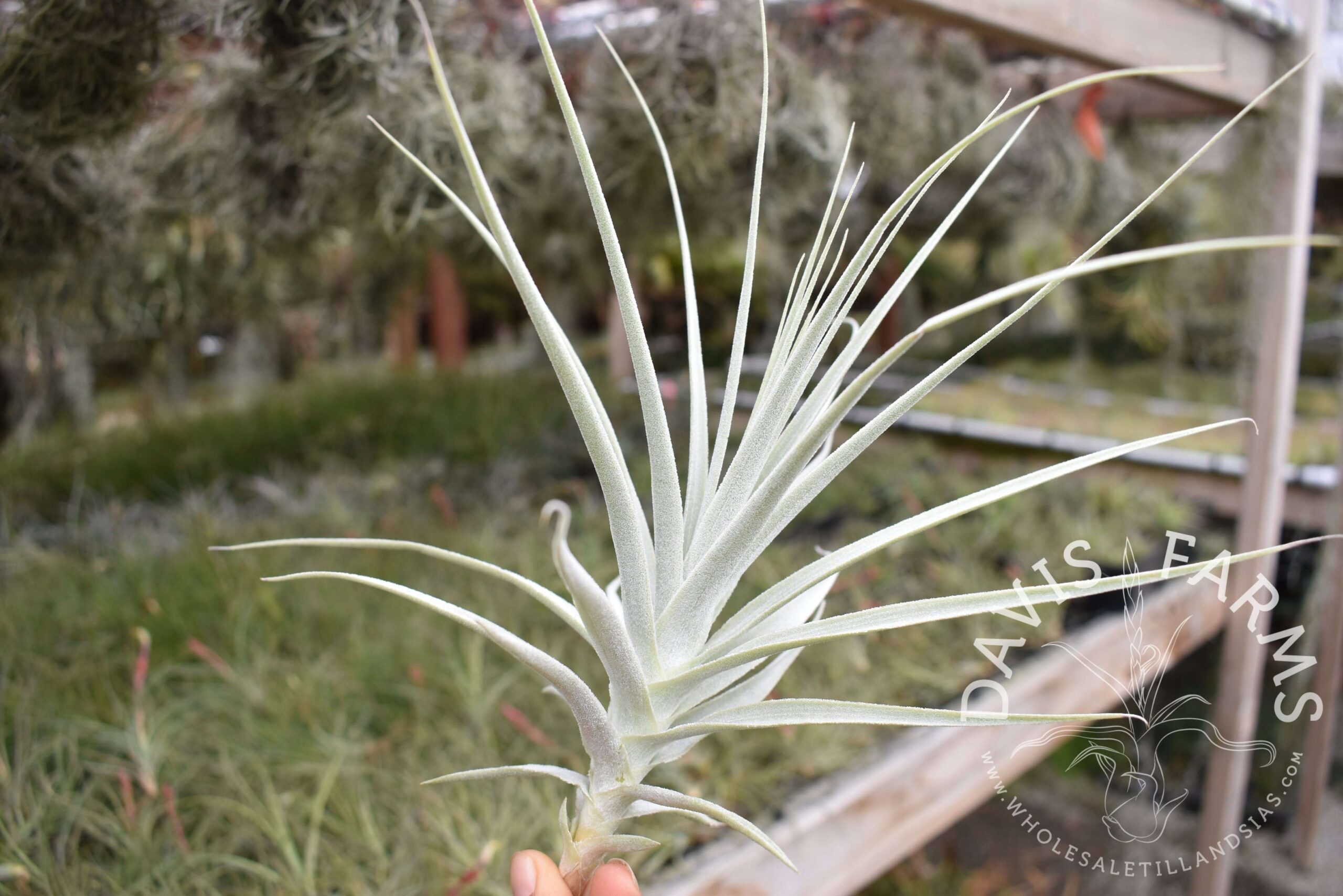Tillandsia purpurea #11
